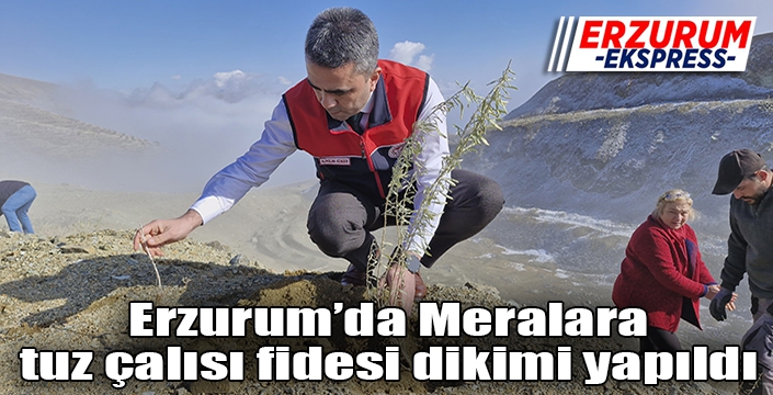 Meralara tuz çalısı fidesi dikimi yapıldı