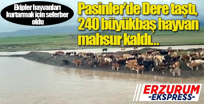 Dere taştı, 240 büyükbaş hayvan mahsur kaldı…